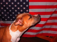 Étalon American Staffordshire Terrier - Titre Initial Emeraude one dream staff