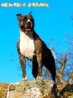 Étalon American Staffordshire Terrier - Black widow du domaine de la fontaine oregor