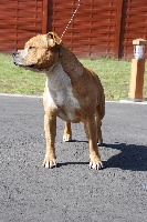 Étalon American Staffordshire Terrier - Cassia  pretty girl of west of walker red  kennel one Dream Staff