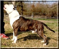 Étalon American Staffordshire Terrier - pageant's Clifford of x-pert