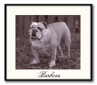 Étalon Bulldog Anglais - Barbara (Sans Affixe)