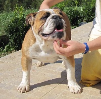 Étalon Bulldog Anglais - Hihibull's Doris day divine beauty