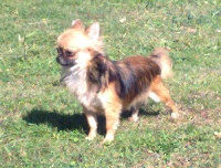Étalon Chihuahua - C'dubaï né à l'élevage