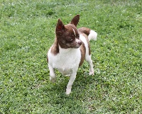 Étalon Chihuahua - spolbo Chocolatina