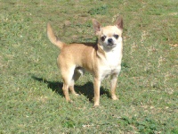 Étalon Chihuahua - Anteus Du pays gabaye