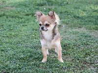 Étalon Chihuahua - Etoile née à l'élevage
