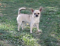 Étalon Chihuahua - Divine née à l'élevage