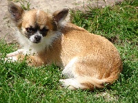 Étalon Chihuahua - Dolly Des pyramides de cholula