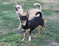 Étalon Chihuahua - Diorella née à l'élevage