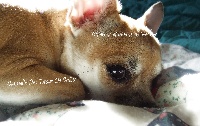 Étalon Chihuahua - Cannelle Des Titous De Calète