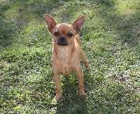 Étalon Chihuahua - Douceur née à l'élevage
