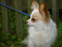 Étalon Epagneul nain Continental (Papillon) - Bambie du Jardin des Lutins