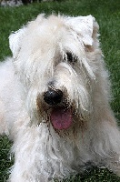 Étalon Irish Soft Coated Wheaten Terrier - CH. Viper de la brionnerie