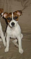 Étalon Jack Russell Terrier - blaireau Diamond