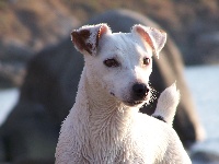 Étalon Jack Russell Terrier - Vini (dite velvet) Des bayannins