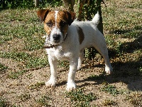 Étalon Jack Russell Terrier - Erley De la plume du pevele