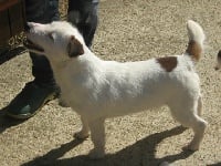Étalon Jack Russell Terrier - Darry cowl de L'Etang de Freville