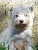 Étalon West Highland White Terrier - Audace De la combe berail