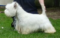 Étalon West Highland White Terrier - Dawson Du mat des oyats