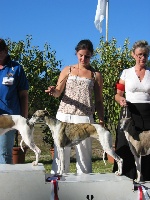 Étalon Whippet - CH. Arlésienne du domaine des Chojnacki