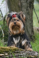 Étalon Yorkshire Terrier - Electra angel Du petit lac saint james