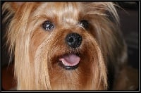 Étalon Yorkshire Terrier - Cléopatre Of yorky company