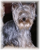 Étalon Yorkshire Terrier - All star of lady ophélie