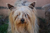 Étalon Yorkshire Terrier - Vic De philanermos