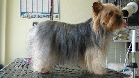 Étalon Yorkshire Terrier - Cracotte de Philernamos
