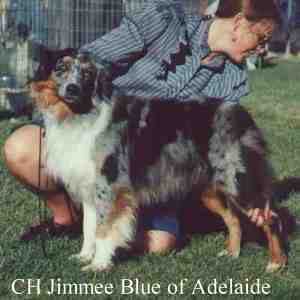 CH. Jimmee blue Of adelaide