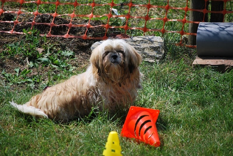 Les Shih Tzu de l'affixe   de La Haie des Copelins