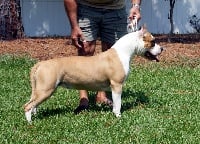 Étalon American Staffordshire Terrier - Royal courts  Golden era