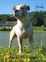 Étalon American Staffordshire Terrier - Boxia  des Gardiens de la Perge