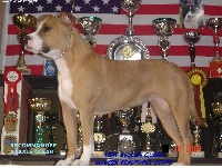 Étalon American Staffordshire Terrier - Very  golden queen Madgix beautyful staff