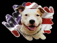 Étalon American Staffordshire Terrier - Ella Tipit z hanky