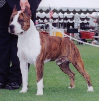 Étalon American Staffordshire Terrier - CH. Hilltop's King cobra