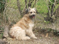 Étalon Berger des Pyrenees à poil long - Chipie du Champ D'Onix