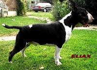 Étalon Bull Terrier - Eliax de la Tribu d'Urvi