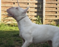 Étalon Bull Terrier - Kilacabar Kandy  kisses