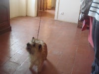 Étalon Cairn Terrier - Cookie du Passage des Vaudois