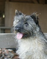 Étalon Cairn Terrier - Bougon (Sans Affixe)