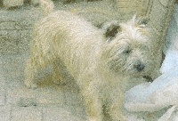 Étalon Cairn Terrier - CH. Danny zen fluffy  du pays des lylows du pays des lilows