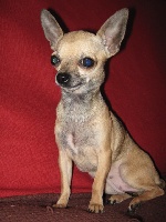 Étalon Chihuahua - Colombine des Mini Pouces