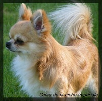 Étalon Chihuahua - Calao De la niche imperiale