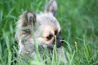 Étalon Chihuahua - Elton de l'oustal d'eloi