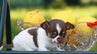 Étalon Chihuahua - spolbo Ambition