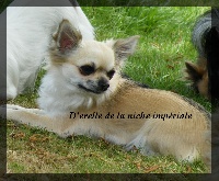 Étalon Chihuahua - D'erelle De la niche imperiale