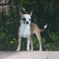Étalon Chihuahua - Elza de la Lumière de Sigiria
