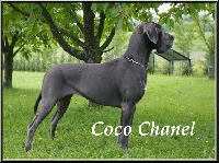 Étalon Dogue allemand - Coco Chanel de l'Orangerie des perles rares