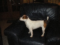 Étalon Jack Russell Terrier - Candy Du sanctuaire des erinnyes